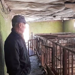Депопулацијата на свињите му ја ускрати егзистенцијата на Ацо Десподовски од Димовско маало
